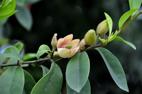 含笑花好種嗎|都說含笑花很美，正確種植技巧你會嗎？含笑開花真不錯！